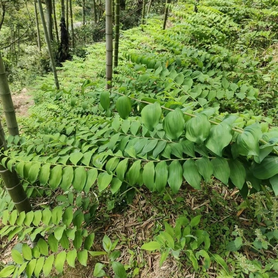 Wild Polygonatum Rhizome Huang Jing 500g Nine Times Steamed and Sun Dried for Soup Tea and Wine Infusion - Image 3