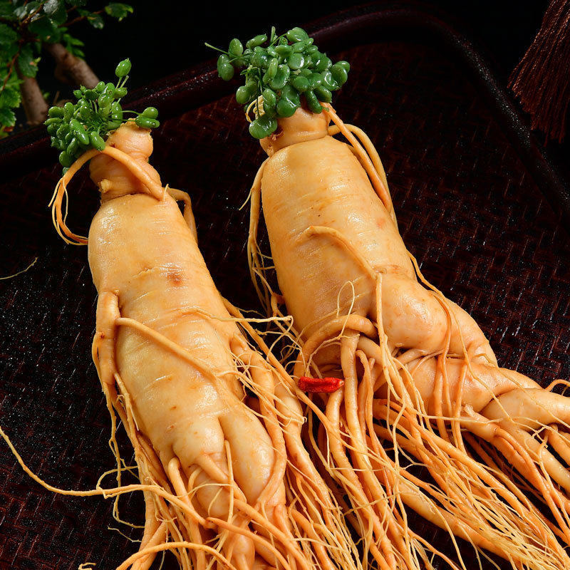 Fresh Ginseng Root Extra Large Single Piece Changbai Mountain Ren Shen for Wine Infusion and Cooking - Image 4