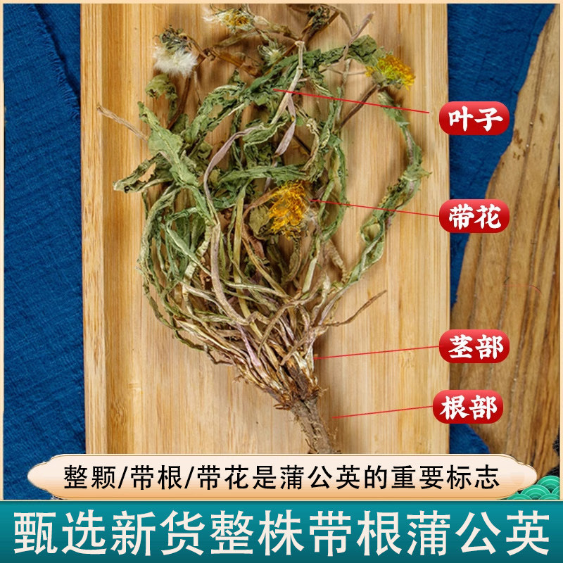 Dried Dandelion Root and Leaf Whole Plant 500g Wild-Harvested Pugongying Herbal Tea Ingredient - Image 4