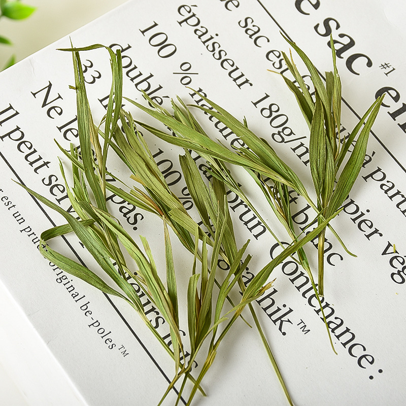 Dan Zhu Ye (Lophatherum gracile) — Dried Bamboo Leaf for Herbal Tea & Summer Cooling - Image 3