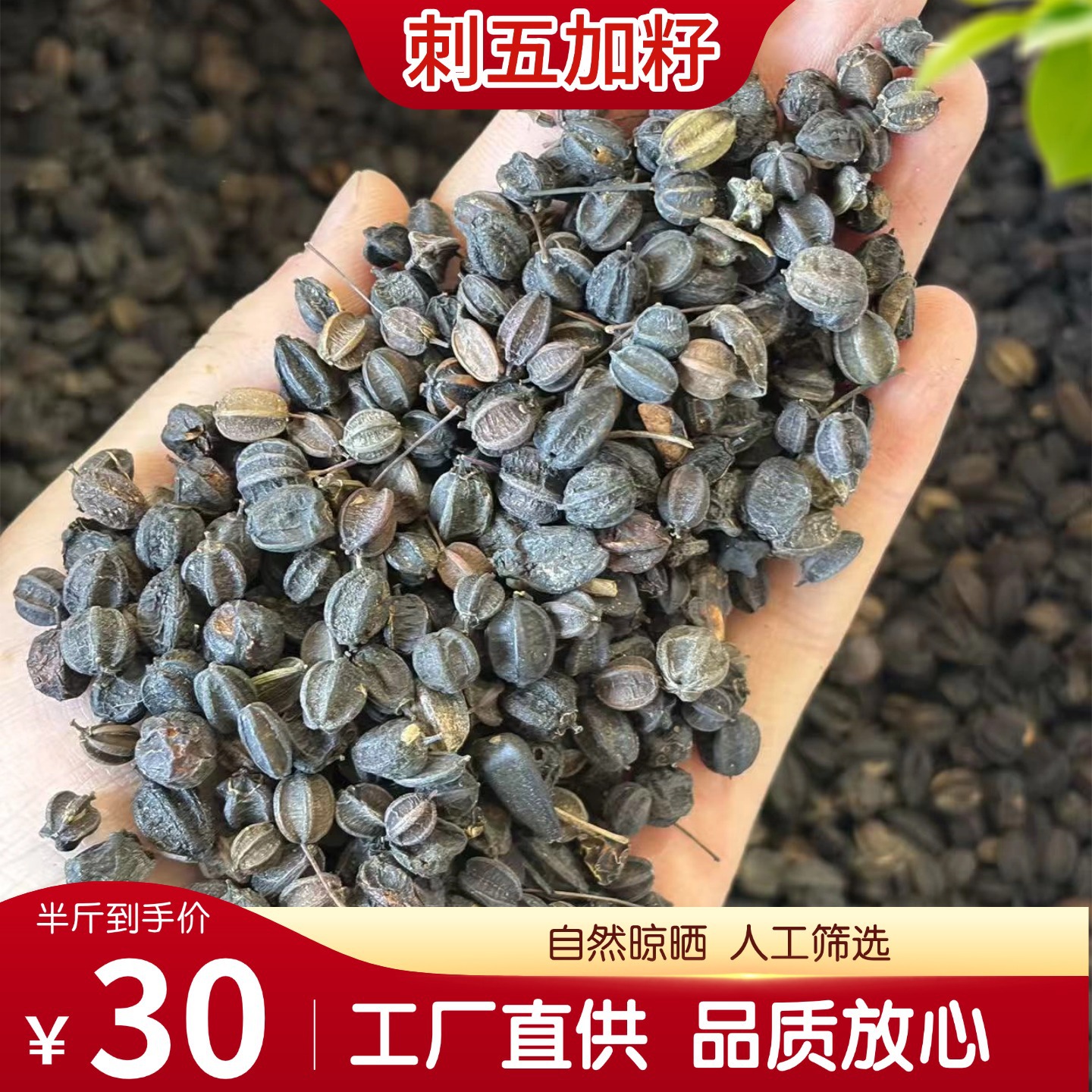 Dried Acanthopanax Senticosus Seeds Ci Wu Jia Zi 500g Raw Herbal Seed for Traditional Decoction - Image 4