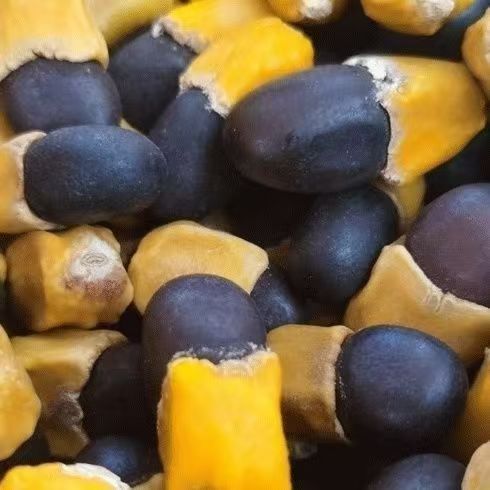 Ma Ya Guo Horse Bean Fruit Dried Whole Seeds 500g for Culinary Herbal Use - Image 4