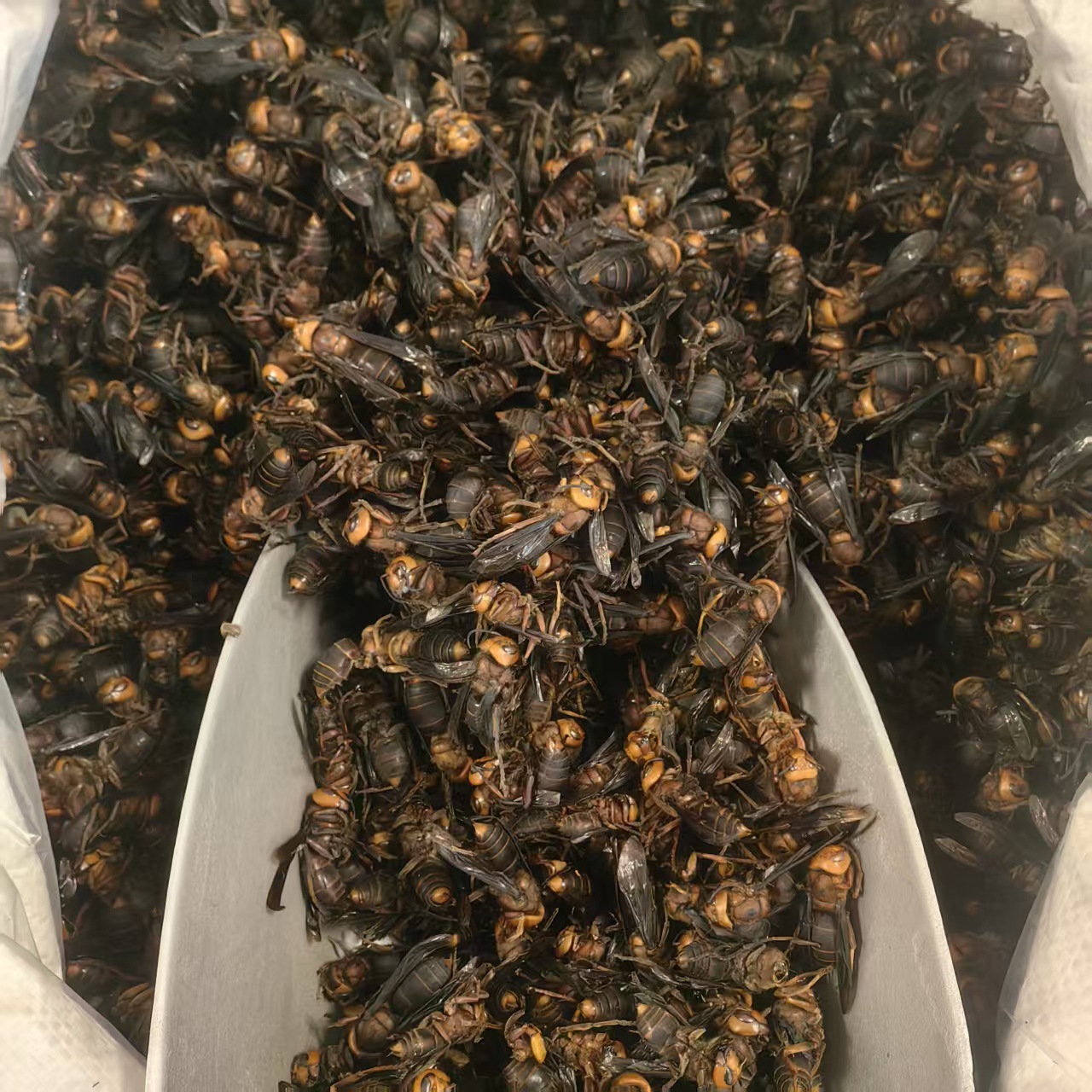 Dried Wasp Hornet Whole Body Hu Tou Feng Traditional Chinese Herb Natural Sun Dried Sichuan Origin 1000g - Image 4