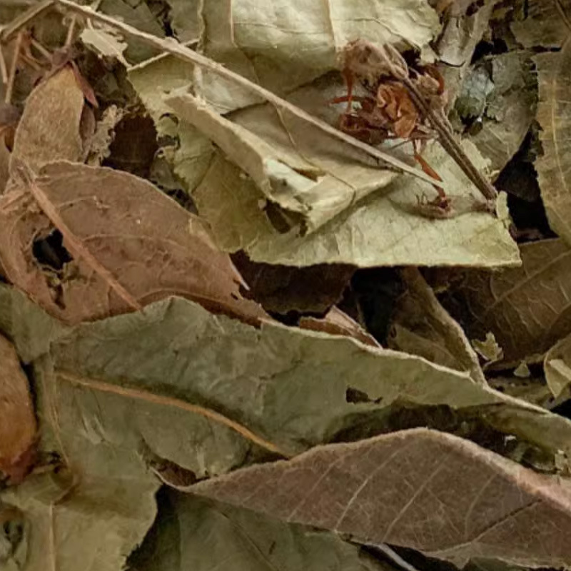 Hu Lu Cha (Desmodium triquetrum) — Dried Food Herb for Herbal Tea & Soup - Image 4