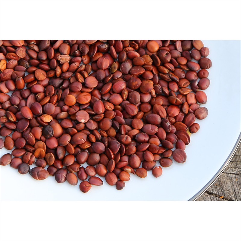 Sour Jujube Seed Suan Zao Ren 250g Dried Ziziphus Seeds for Herbal Tea and Decoction - Image 4