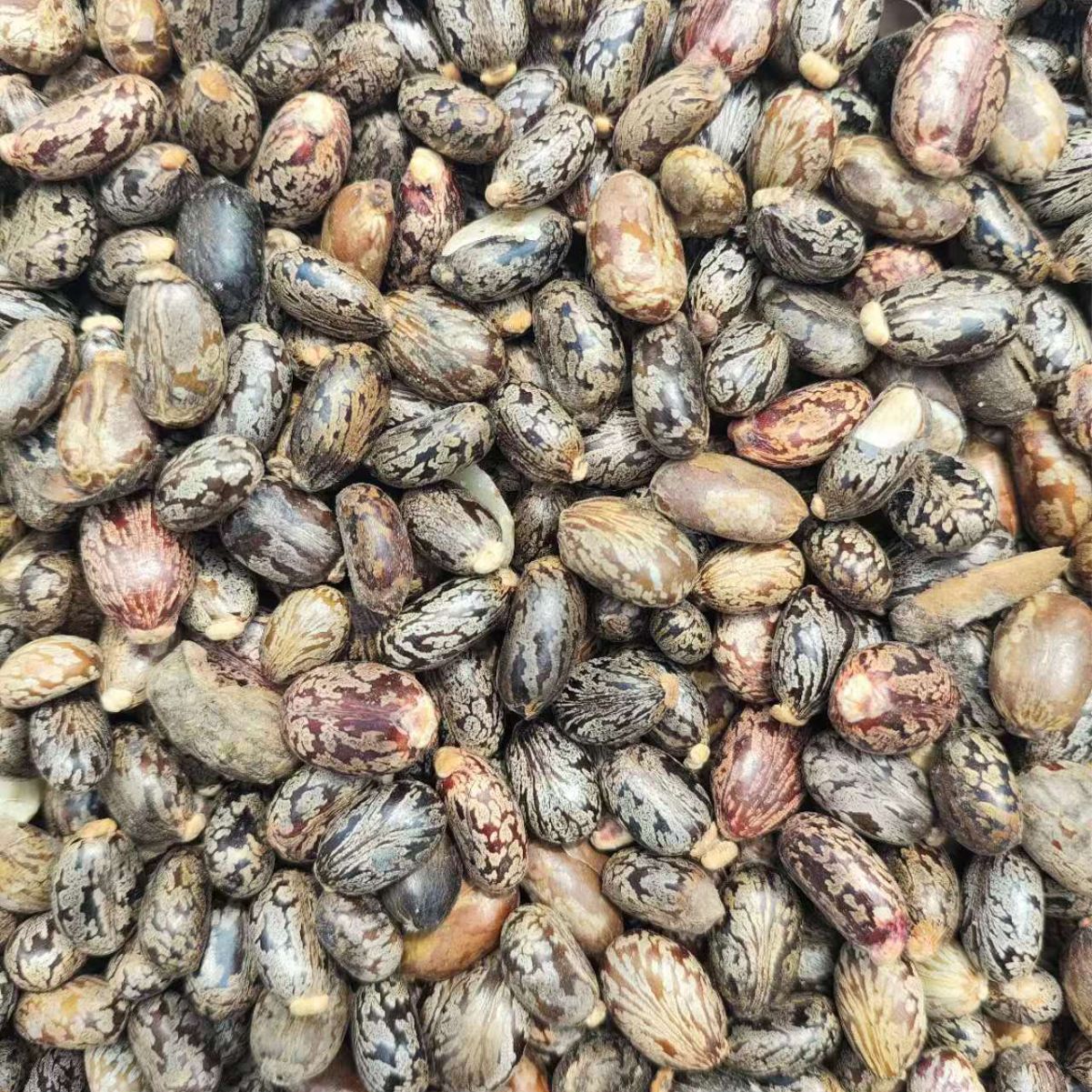 Castor Bean Seeds (Ricinus communis) — Dried Herbal Seed, 500g - Image 3