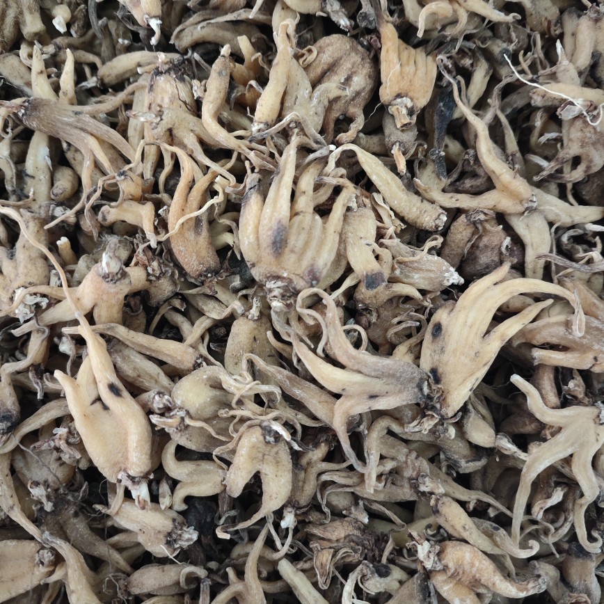 Shou Zhang Shen (Gymnadenia conopsea) — Tibetan Dried Hand-Palm Orchid Tubers, 4600m Nyingchi - Image 3