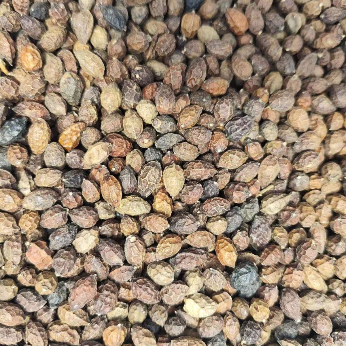 Ya Dan Zi (Brucea javanica) — Dried Bitter Seed Herb, 500g, Unsulfured - Image 2