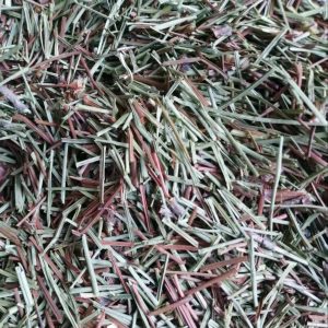 Pine Needles (Pinus massoniana) — Dried Cut Food Herb, 500g