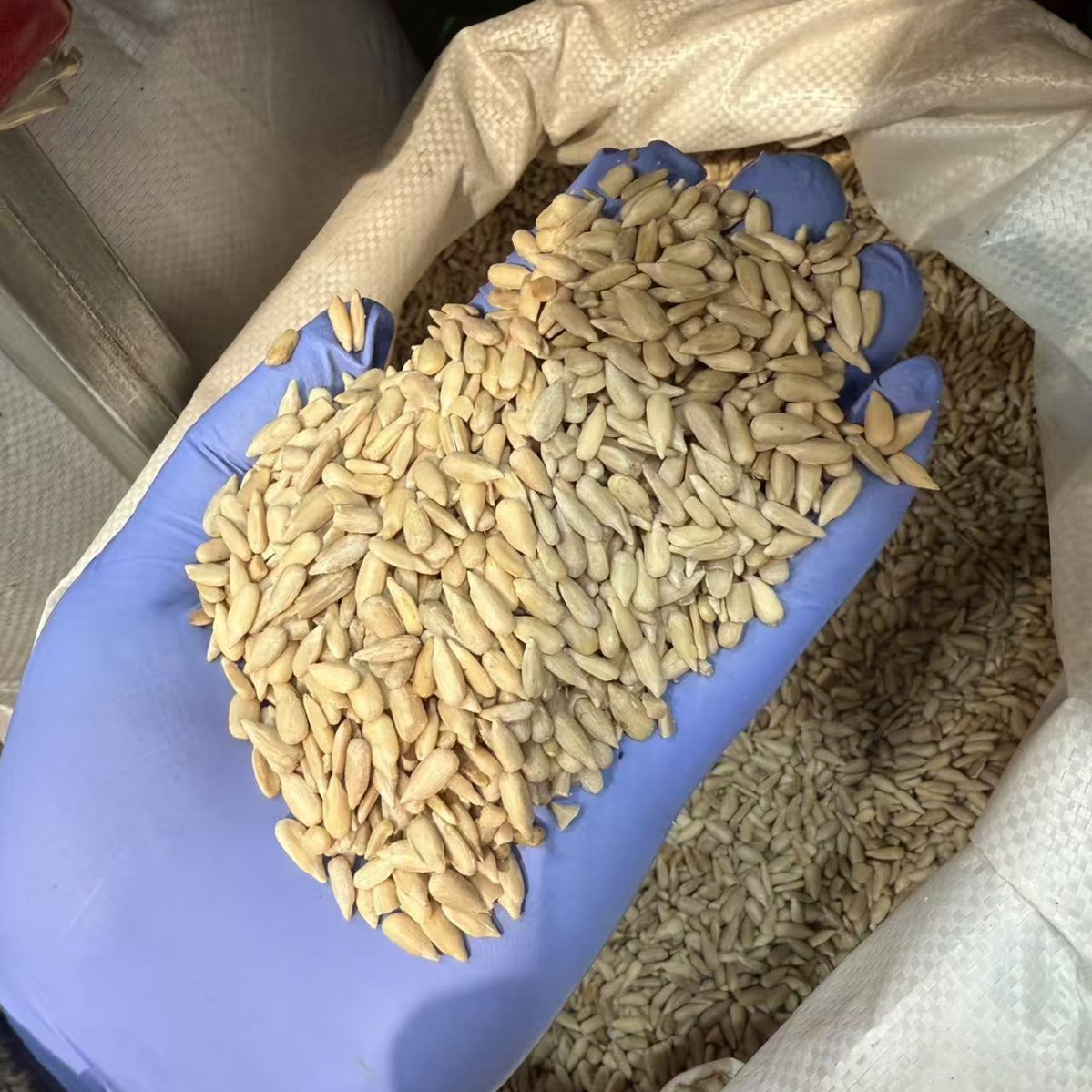 Sunflower Seed Kernels Kuihua Ziren Raw Shelled Sunflower Seeds for Snacking and Baking - Image 2