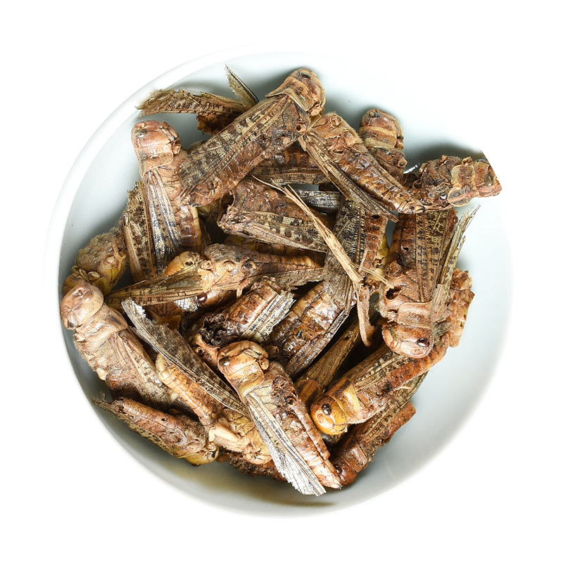 Dried Locust (Locusta migratoria) — Edible Farm-Raised Grasshopper, 500g Bulk Food Ingredient - Image 5