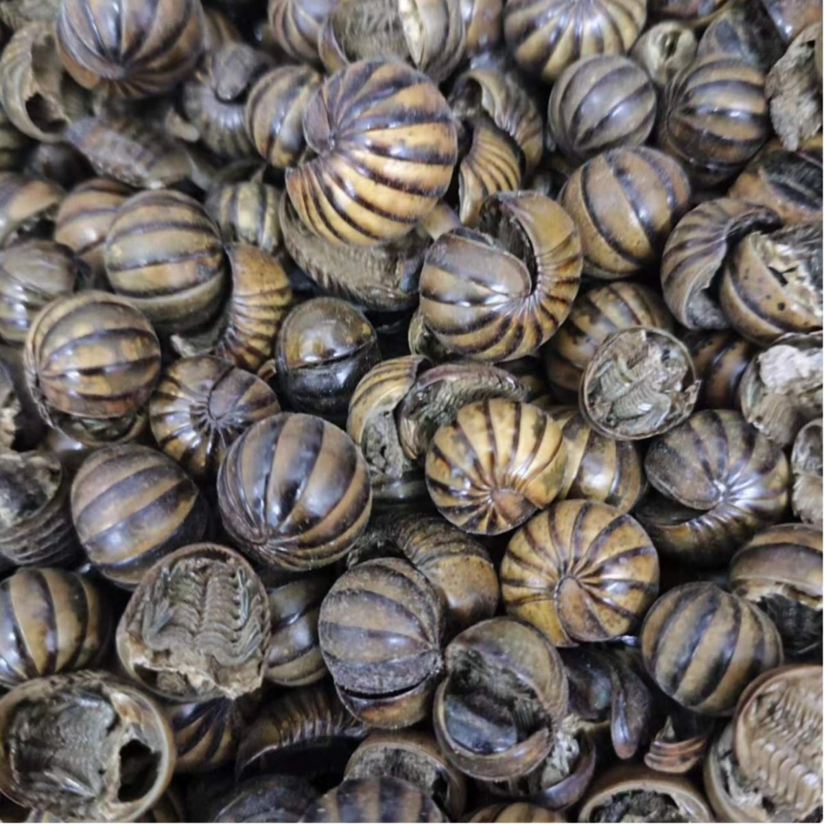 Gun Shan Chong (Rolling Mountain Insect) — Dried TCM Insect Herb, Powder Service Available - Image 5