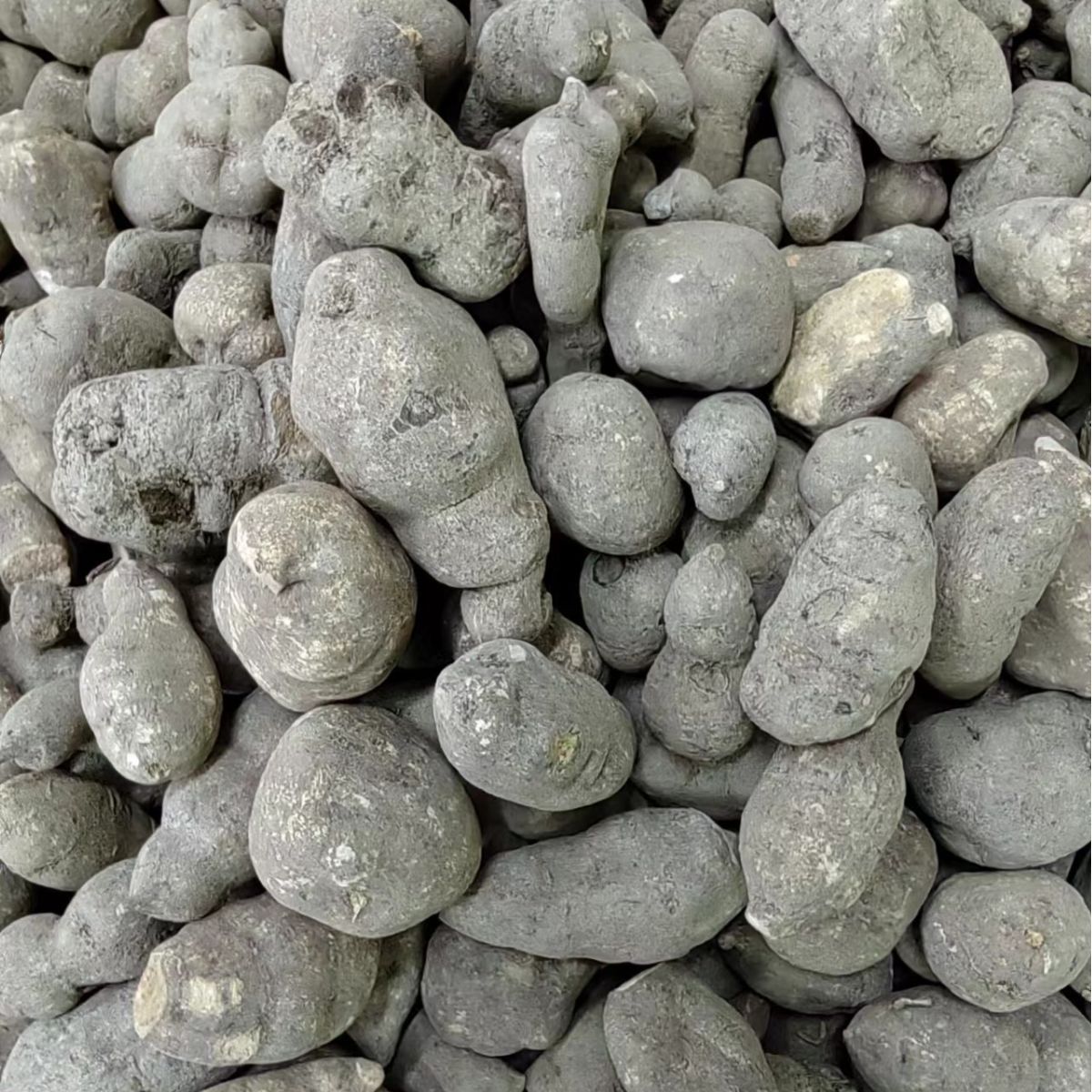 San Ye Qing (Tetrastigma hemsleyanum) — Dried Chinese Herb, Powder Service Available - Image 2