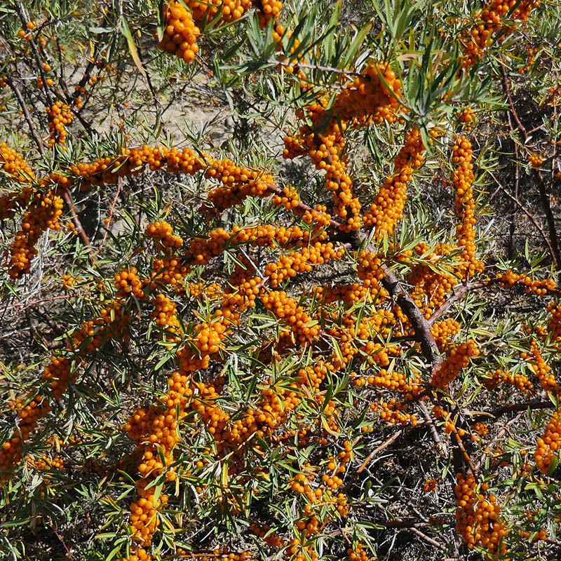 Wild Sea Buckthorn Juice Puree Bulk 200kg Whole Barrel Wholesale Inner Mongolia Small Fruit - Image 3