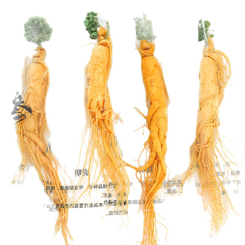 Fresh Ginseng Roots for Cooking and Herbal Soup 15g Pack of 10 Roots from Jilin - Image 5