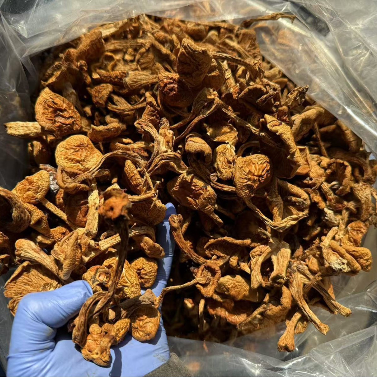 Dried Northeast Yellow Mushroom Hua Zi Gu Dried Mushroom for Chicken Stew 500g - Image 2