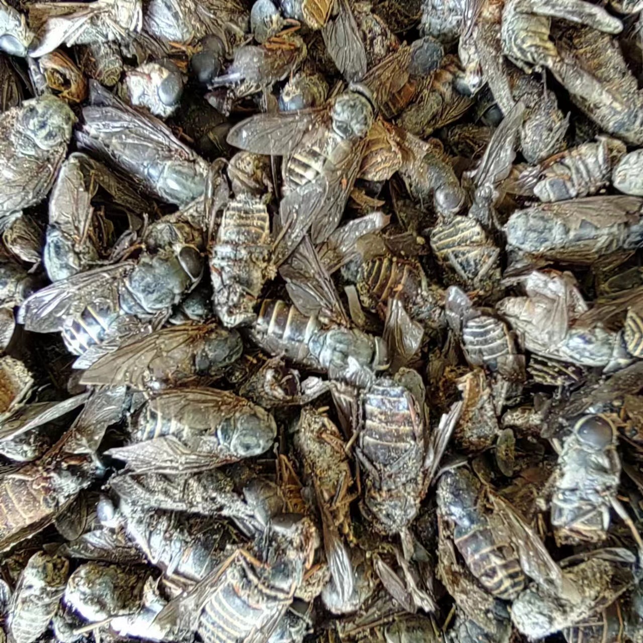 Niu Meng Chong (Tabanus bivittatus) — Dried Gadfly Herb for TCM Decoction & Powder - Image 3
