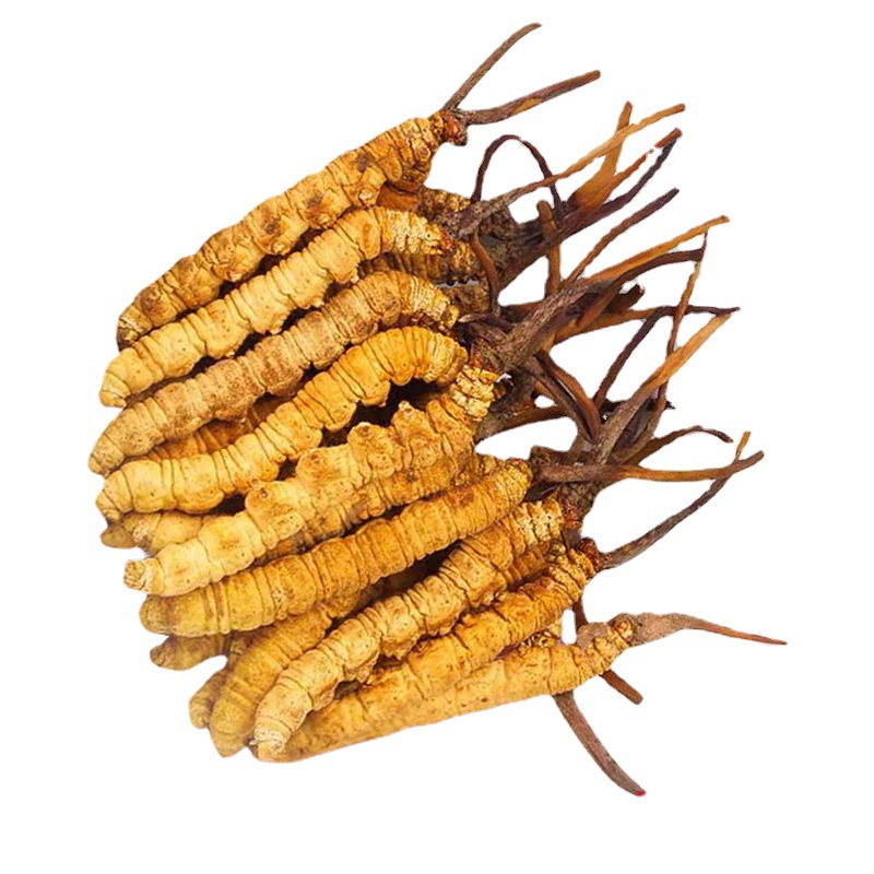 Cordyceps Sinensis Dried (Dong Chong Xia Cao) — Tibetan Whole Cordyceps, 1g Broken Grade - Image 2