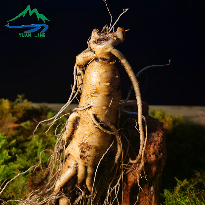 Fresh Ginseng Root Whole with Soil Changbai Mountain Ren Shen for Wine and Soup - Image 3