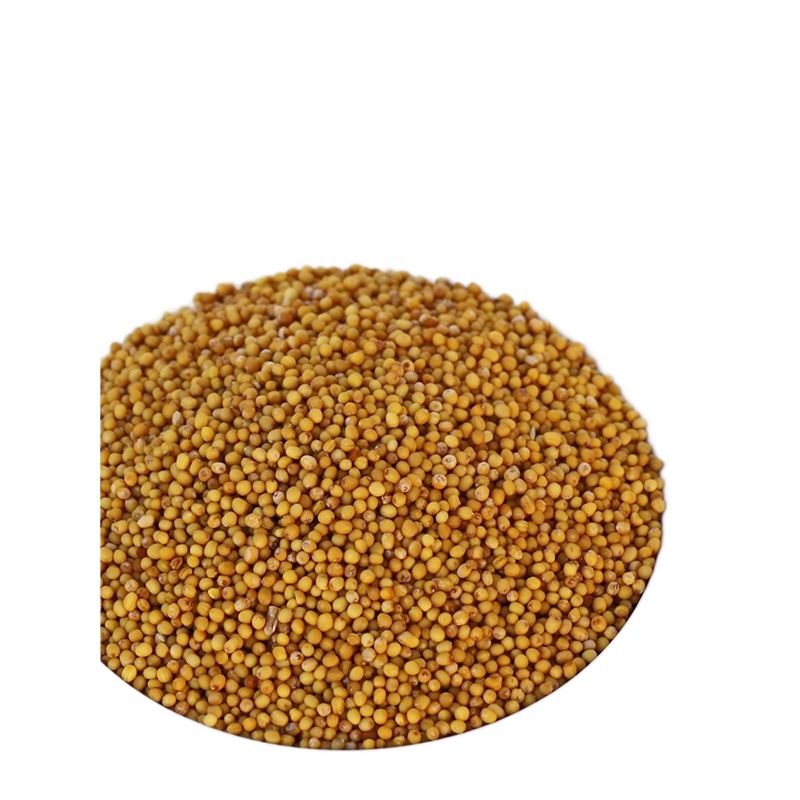 Yellow Mustard Seed 100g Bai Jie Zi Traditional Chinese Herb Culinary Spice Whole Seeds - Image 5