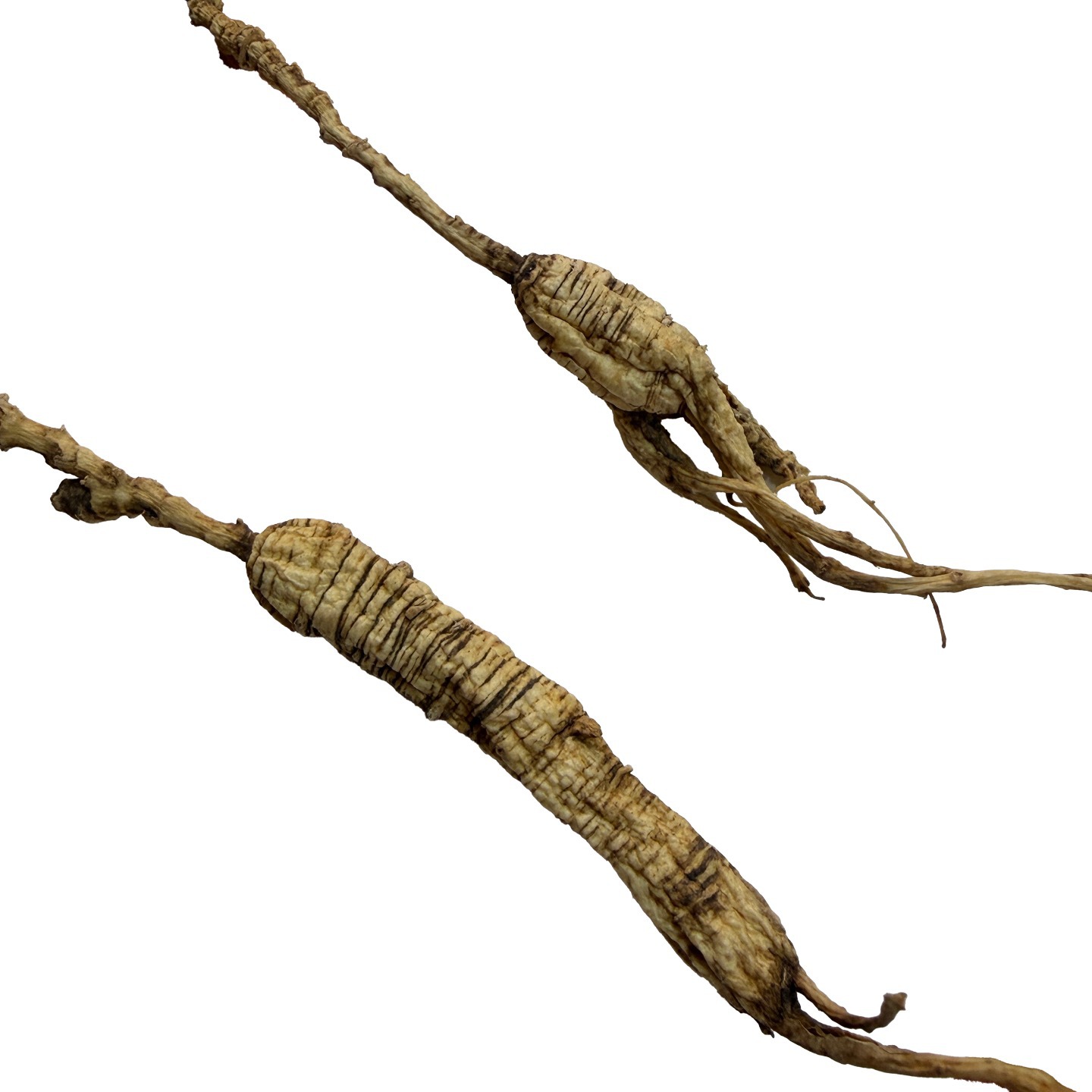 Dried Forest Ginseng Seedling Root Slices Sun Dried Jilin Grown Culinary Herb 500g - Image 5