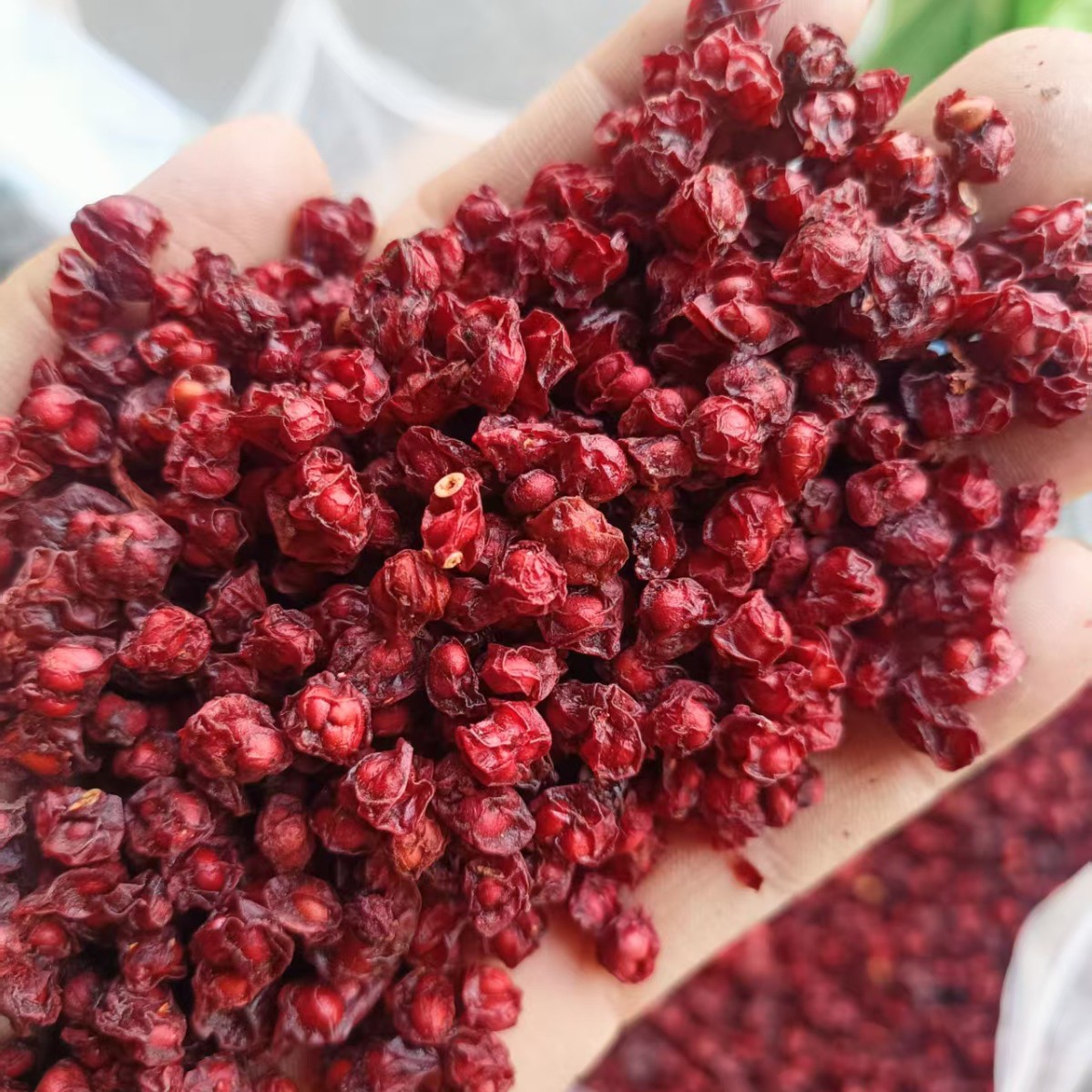 Dried Schisandra Berry Wu Wei Zi 500g Jilin Northeast Schisandra Chinensis Fruit for Tea and Decoction - Image 2