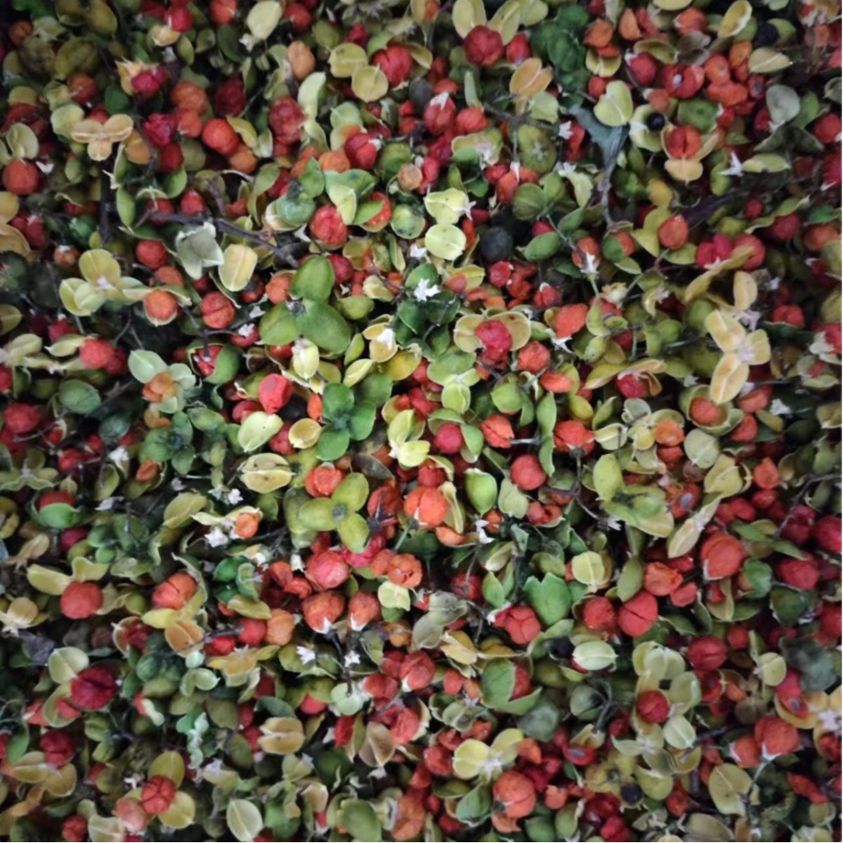Nan She Teng Guo (Celastrus orbiculatus) — Dried Oriental Bittersweet Fruit for Herbal Tea & Powder - Image 5
