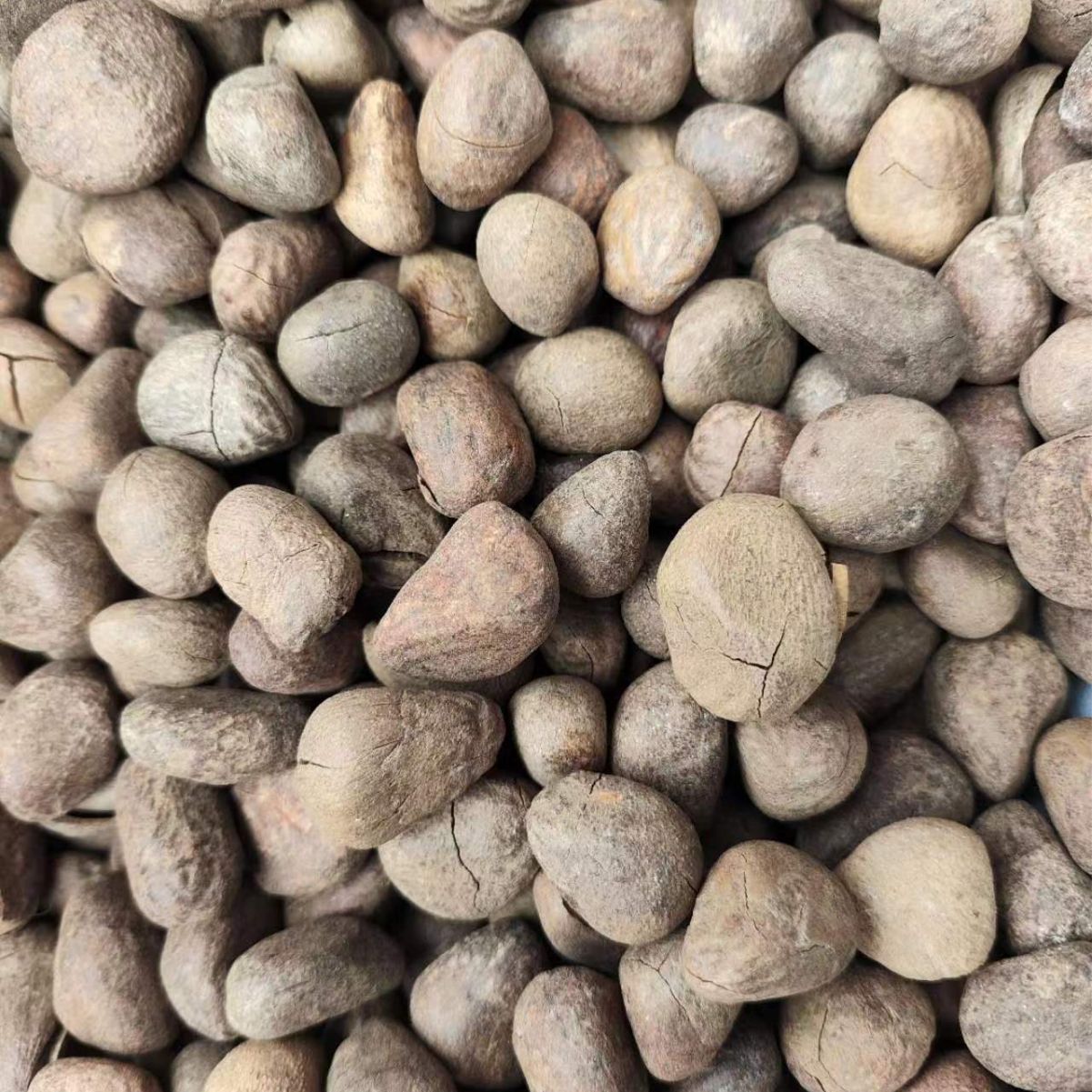 Da Feng Zi (Hydnocarpus anthelminticus) — Dried Chaulmoogra Seeds, Traditional Herbal Material - Image 4