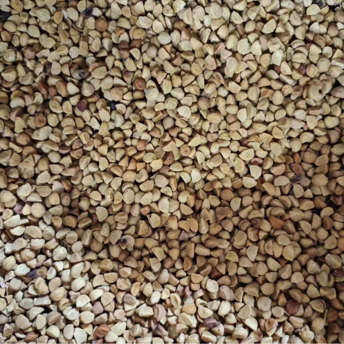 Bai Chou / Qian Niu Zi (Pharbitis nil) — Dried Morning Glory Seed, Food Herb 500g - Image 2