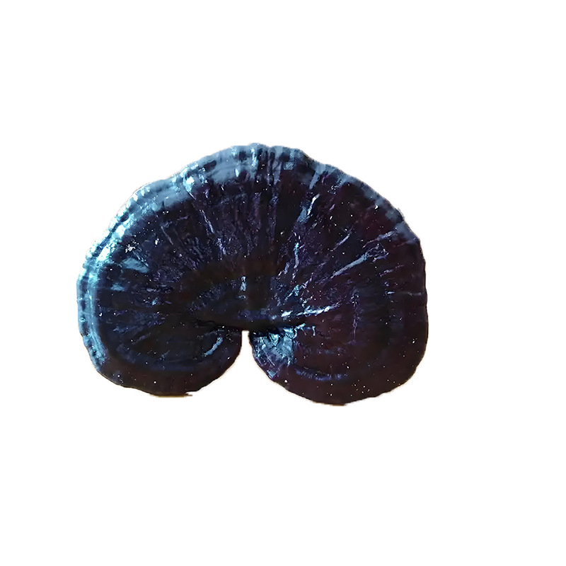 Black Reishi Mushroom Dried Slices Rich Mushroom Aroma for Tea Wine and Soup - Image 5