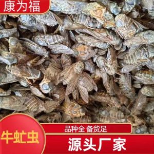 Niu Meng Chong (Tabanus bivittatus) — Dried Gadfly Herb for TCM Decoction & Powder