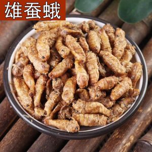 Male Silkworm Moth (Bombyx mori) — Dried Whole Male Moth for Traditional Herbal Infusions