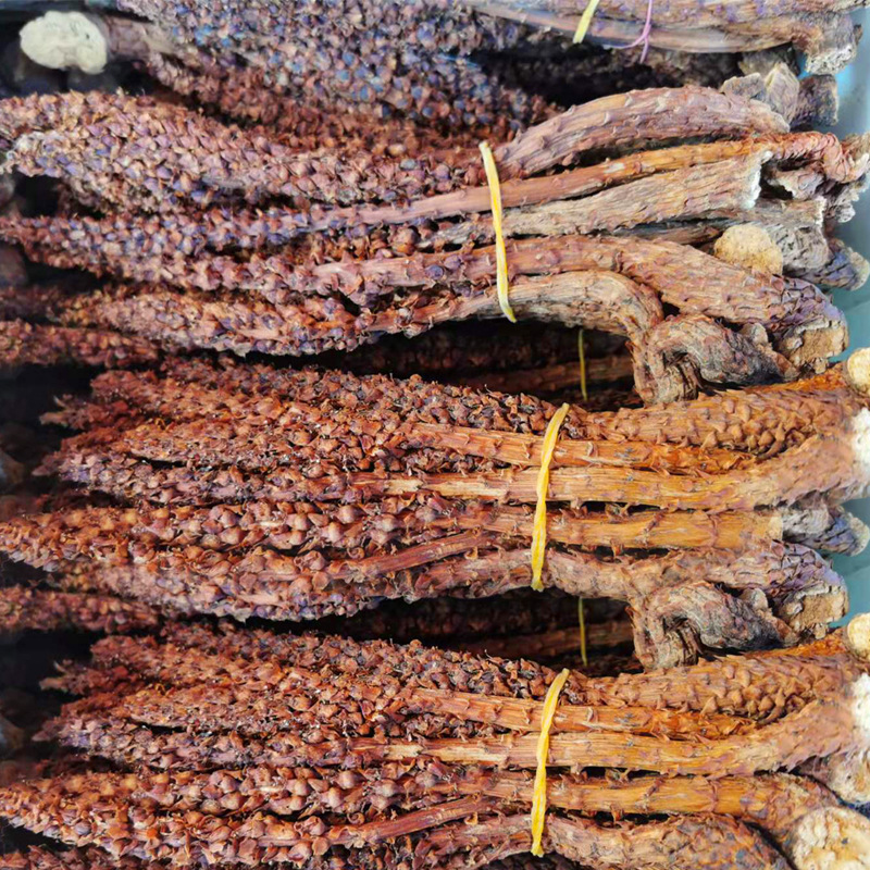 Bu Lao Cao Dried Herb 500g Boschniakia Rossica Whole Root for Herbal Wine and Decoction - Image 2