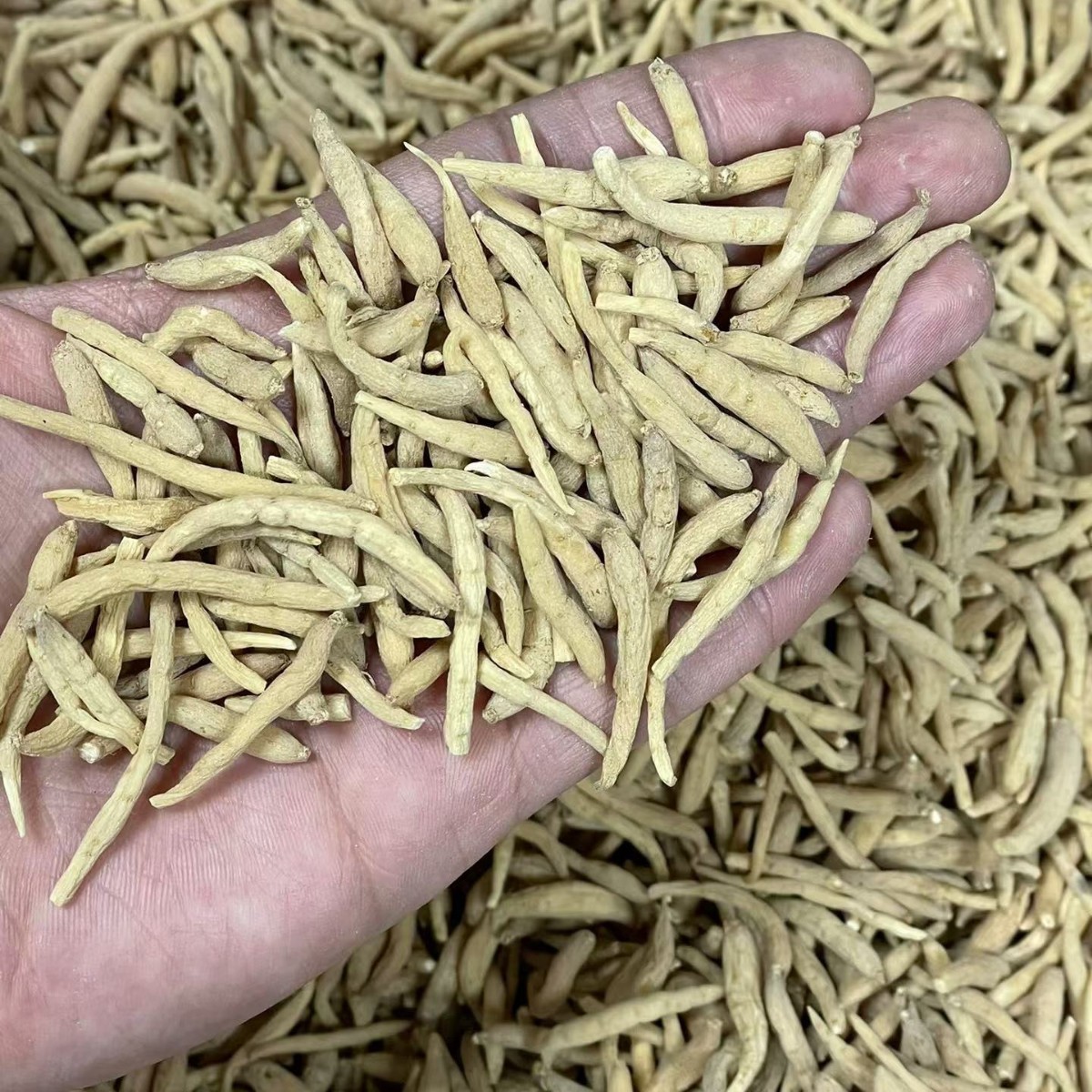 Dried Tai Zi Shen Root Slices Bulk 250g孩儿参 Large Grade Fujian Origin - Image 2