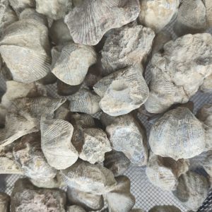 Shi Yan (Fossil Shell) — Water-Refined Shi Yan Zi Herbal Mineral for TCM Use