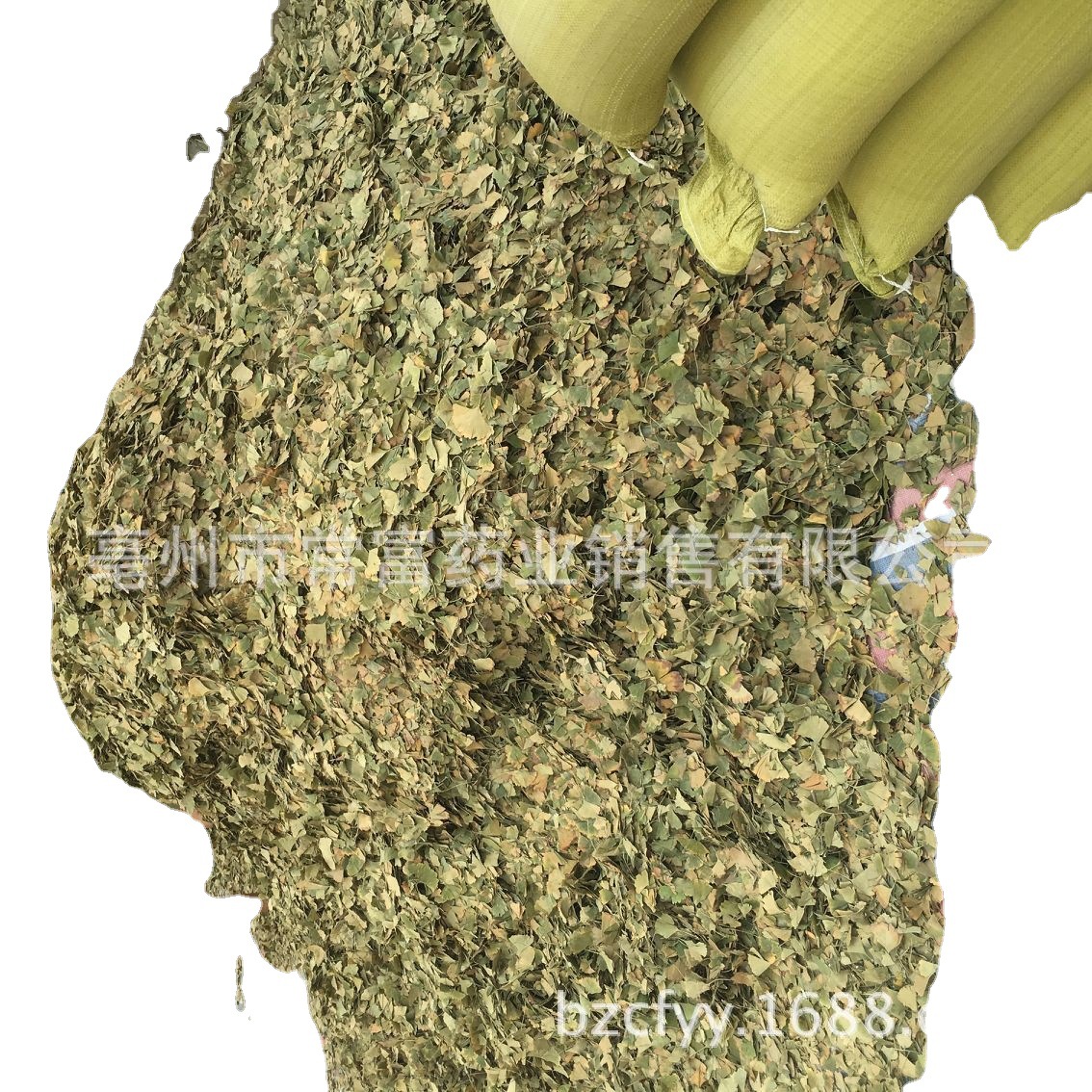 Ginkgo Leaf Tea Yin Xing Ye Dried Ginkgo biloba Leaves Triangular Teabags Fresh Green Cut Leaf 500g - Image 5