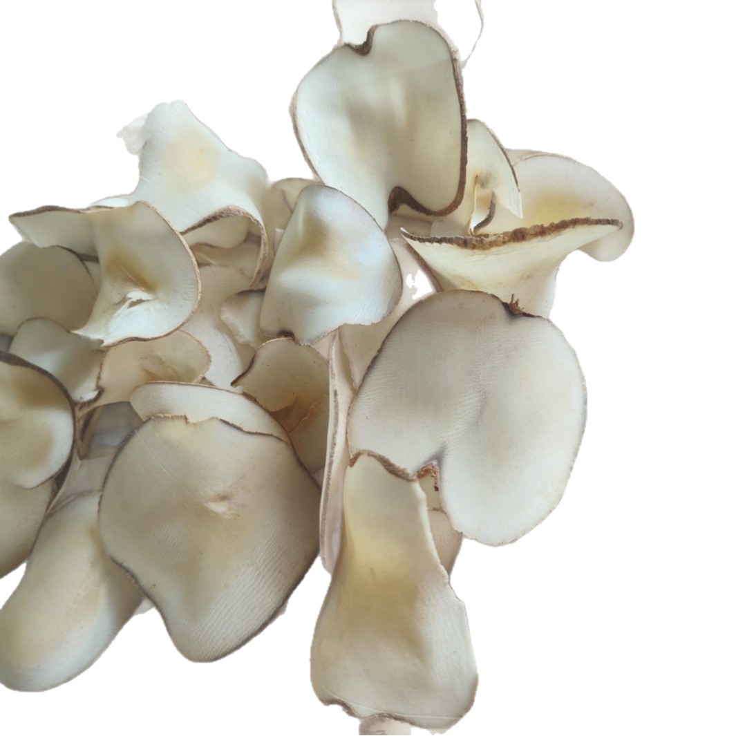 Hai Di Ye Dried Slices (Borassus flabellifer) — Food Herb for Soup & Dessert - Image 5