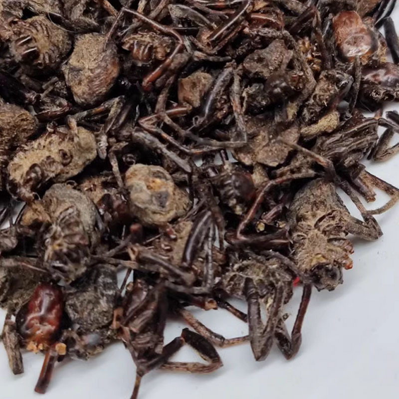Black Spider (花蜘蛛) Dried Whole Herb — Traditional Chinese Medicinal Material, 500g - Image 3
