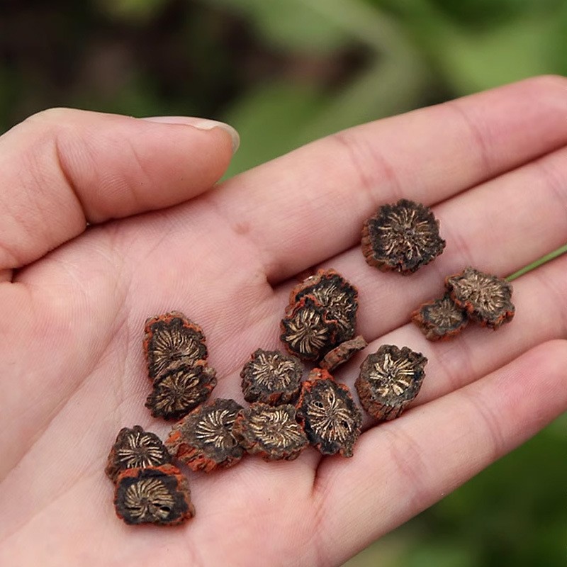 Purple Danshen Root Tea Grade Dan Shen Salvia miltiorrhiza Dried Slices 500g for Herbal Decoction and Daily Tea - Image 3