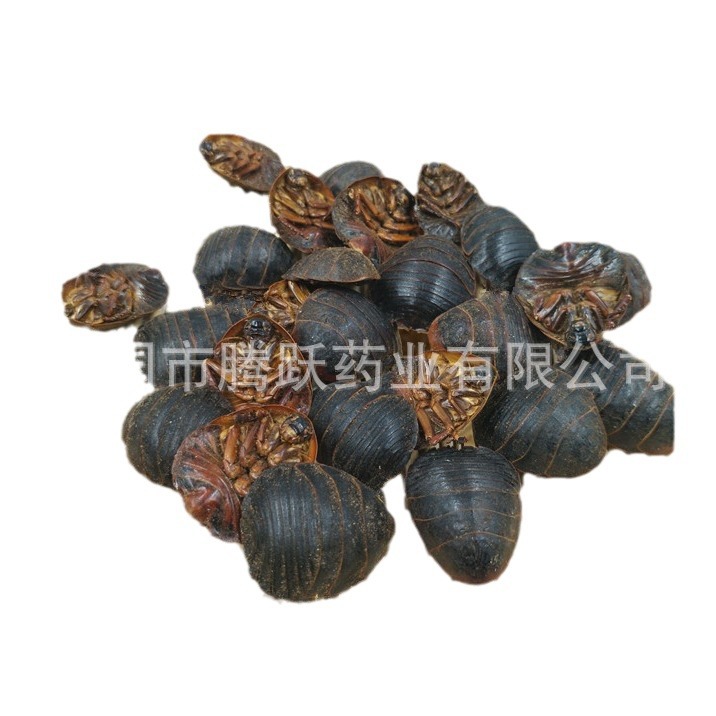 Dried Ground Beetle Tu Bie Chong 土鳖虫 Eupolyphaga Whole Insect Raw TCM Herb 500g - Image 5