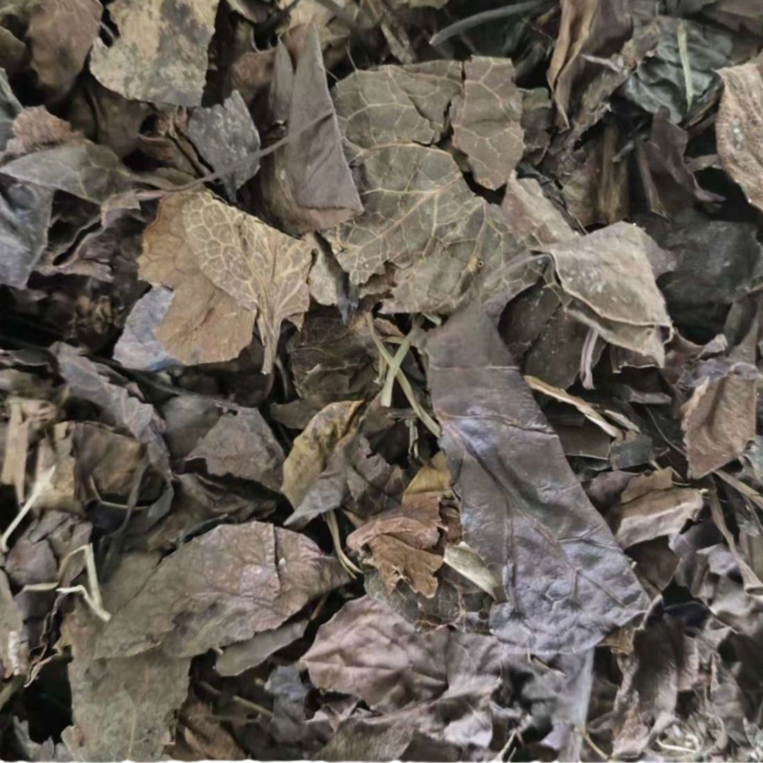 Lu Xian Cao (Pyrola calliantha) — Dried Deer-Hoof Herb, Food Herb for Tea & Soup - Image 5