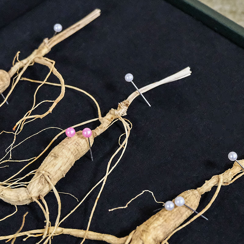 Changbai Mountain Forest-Grown Ginseng Sun-Dried Whole Roots 6 Roots Gift Box for Soup and Wine - Image 3