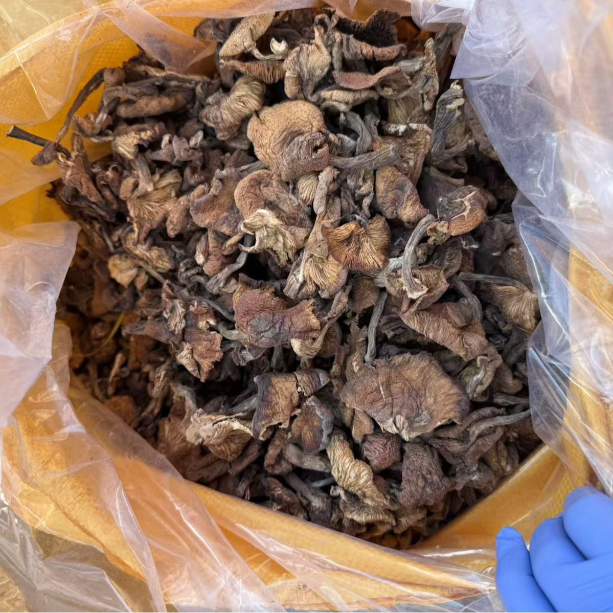 Dried Hazel Mushroom Slices Northeast China Zhen Mo 500g Wild Forest Mushroom for Soup and Stew - Image 3
