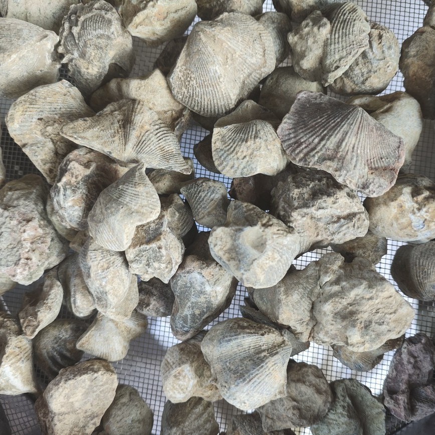 Shi Yan (Fossil Shell) — Water-Refined Shi Yan Zi Herbal Mineral for TCM Use - Image 4