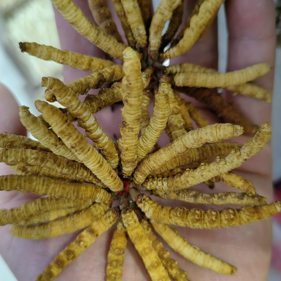 Dong Chong Xia Cao (Cordyceps sinensis) — Freeze-Dried Tibetan Cordyceps, 1g Portion - Image 4