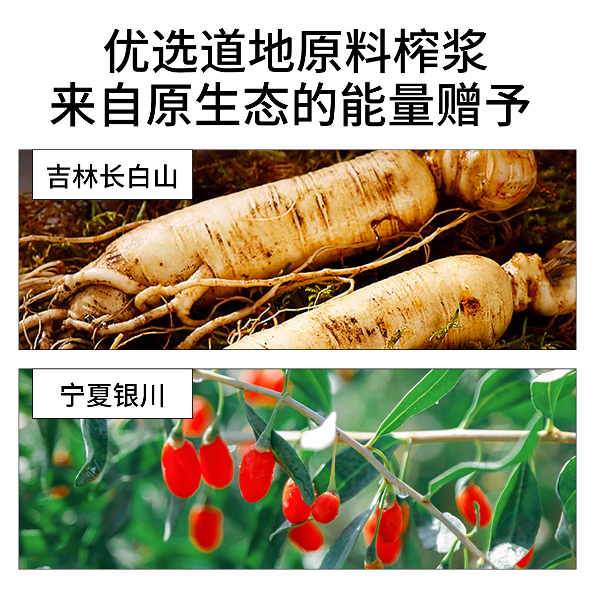 Ginseng Goji Berry Original Paste 1.2L 40 Sachets Value Pack New Year Gift Box - Image 3