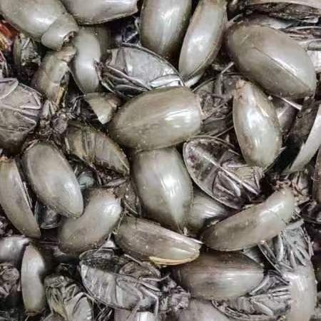 Golden-Edged Diving Beetle (龙虱) — Dried Edible Insect, Traditional Food-Use Ingredient - Image 3