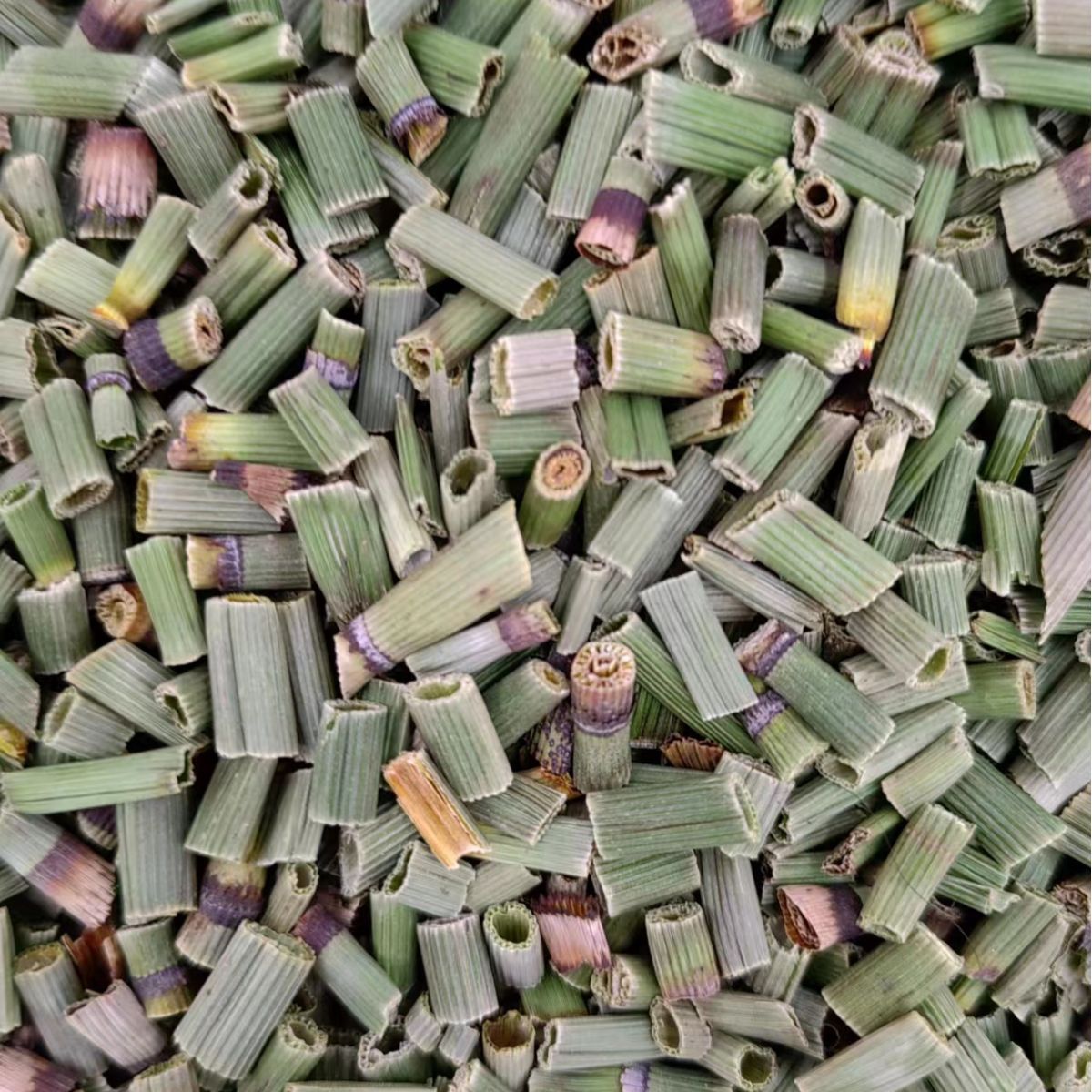 Mu Zei (Equisetum hyemale) — Dried Horsetail Herb, 500g, Food-Grade Botanical - Image 4