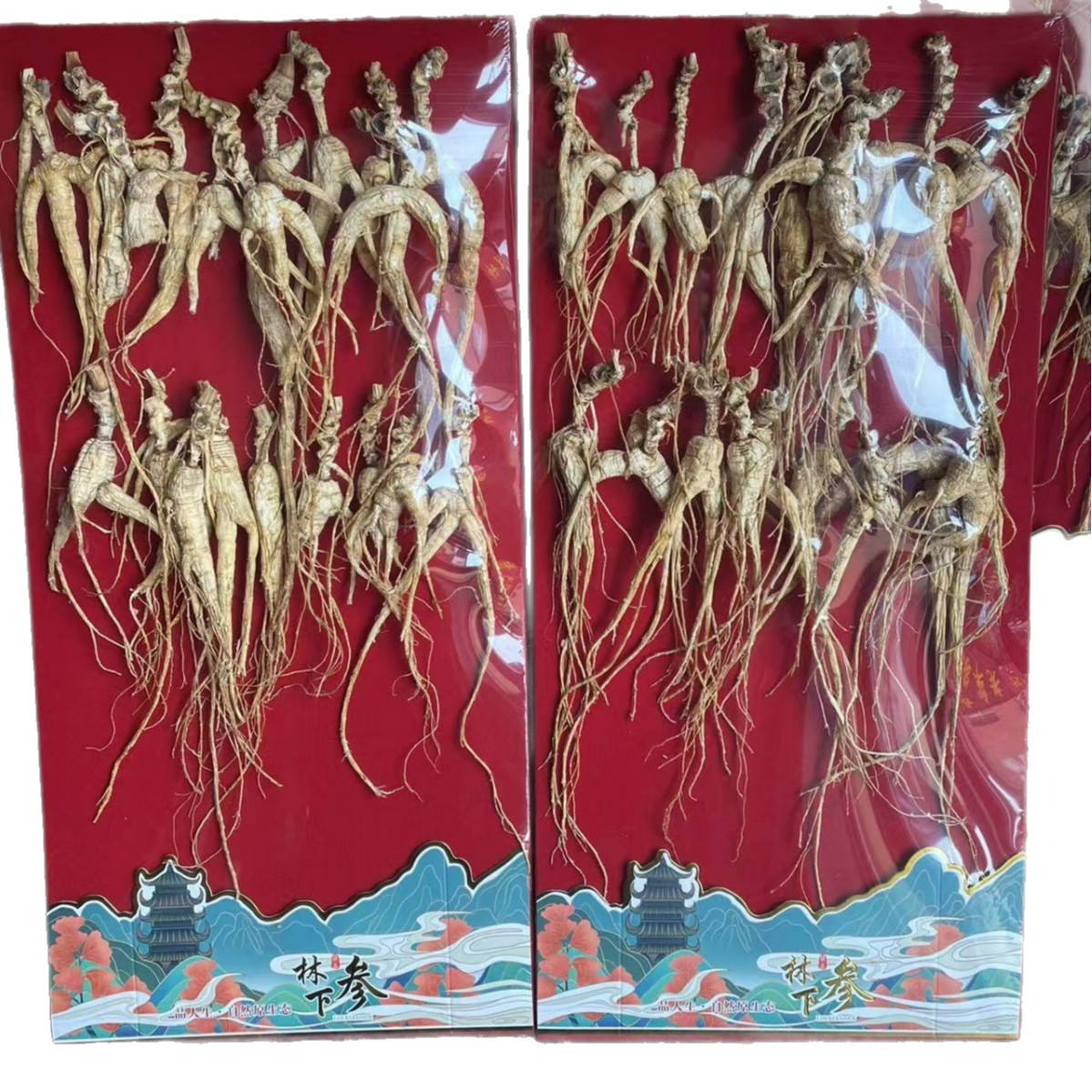 Wild-Simulated Ginseng Root 100g Sun-Dried Jilin Forest Grown 18-20 Year - Image 5