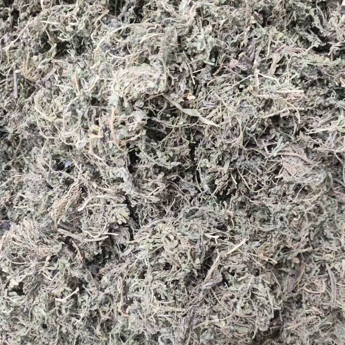 E Bu Shi Cao Powder (Centipeda minima) — Dried Food Herb, 500g - Image 4